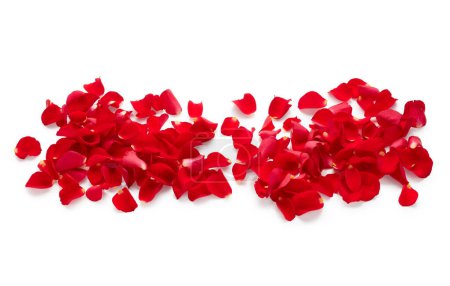 Foto de Pétalos de rosa roja aislados sobre fondo blanco - Imagen libre de derechos