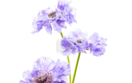 Foto de Flor silvestre violeta aislada sobre fondo blanco - Imagen libre de derechos