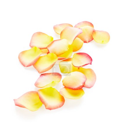 Foto de Pétalos de rosa amarillos aislados sobre fondo blanco - Imagen libre de derechos