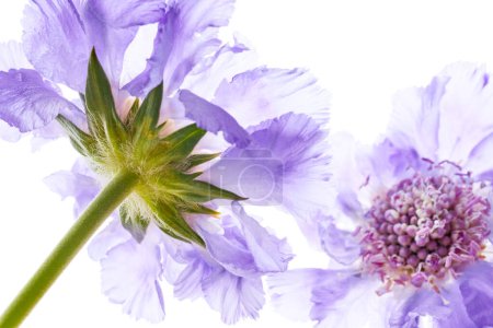 Foto de Flor silvestre violeta aislada sobre fondo blanco - Imagen libre de derechos