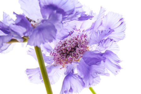 Téléchargez les photos : Violette fleur sauvage isolée sur fond blanc - en image libre de droit