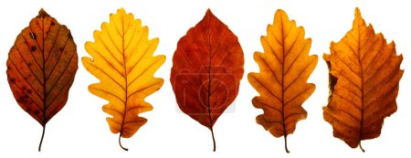 Téléchargez les photos : Ensemble de feuilles d'automne tombées isolées sur fond blanc - en image libre de droit