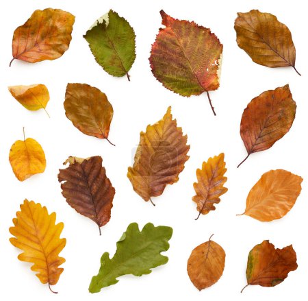 Foto de Conjunto de hojas de otoño caídas aisladas sobre fondo blanco - Imagen libre de derechos