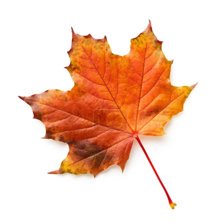 Téléchargez les photos : Feuille d'érable d'automne isolée sur fond blanc - en image libre de droit