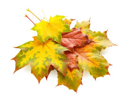 Téléchargez les photos : Feuilles d'érable d'automne isolées sur fond blanc - en image libre de droit