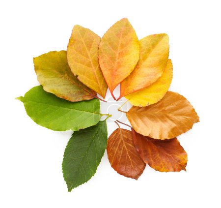 Téléchargez les photos : Ensemble de feuilles d'automne tombées isolées sur fond blanc - en image libre de droit