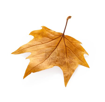 Foto de Hoja de otoño de arce caída seca aislada sobre fondo blanco - Imagen libre de derechos