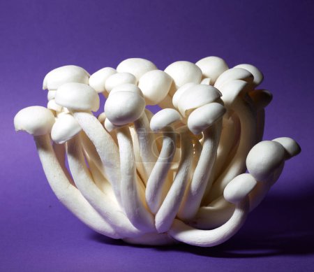 Photo for Fresh raw Shimeji mushroom or white beech mushroom on purple background - Royalty Free Image