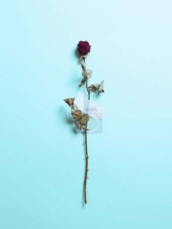 Téléchargez les photos : Fond vintage avec rose séchée sur un papier bleu - en image libre de droit