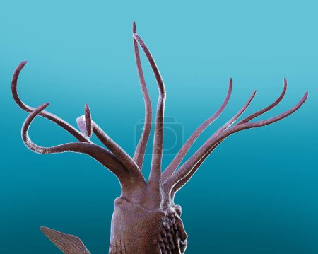 Brazos del tentáculo de calamar gigante ilustración submarina