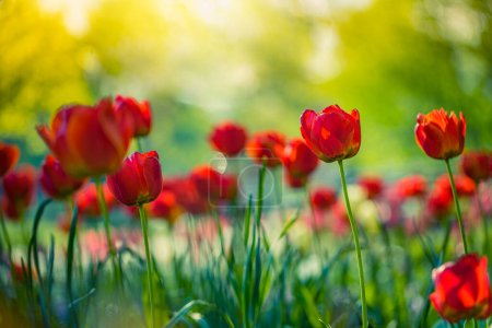 Photo for Beautiful tulips flowers in the garden - Royalty Free Image