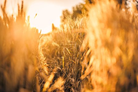 Téléchargez les photos : Vue cultivée du blé à maturation jaune sur le champ d'été - en image libre de droit