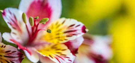 Téléchargez les photos : Gros plan de fleur sur fond naturel flou - en image libre de droit