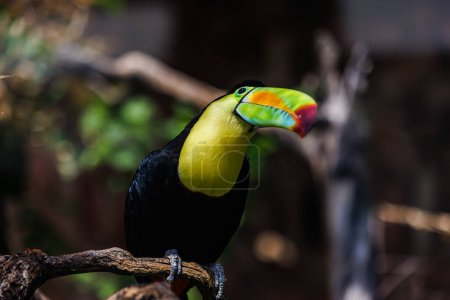 Téléchargez les photos : Oiseau toucan avec bec massif, gros plan - en image libre de droit