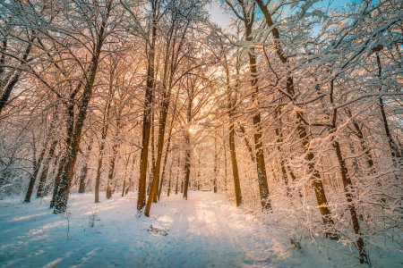 Téléchargez les photos : Bénéficiant d'une vue sur la forêt enneigée d'hiver - en image libre de droit