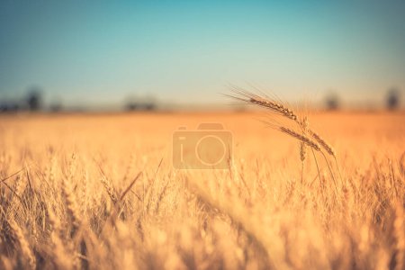 Téléchargez les photos : Paysage naturel du champ d'été avec mûrissement du blé - en image libre de droit