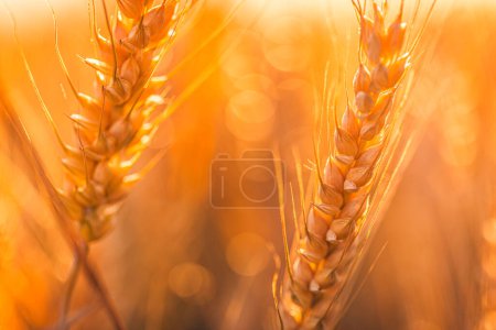 Téléchargez les photos : Vue cultivée du blé à maturation jaune sur le champ d'été - en image libre de droit