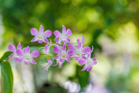 Foto de Vista detallada de flores con fondo natural borroso - Imagen libre de derechos