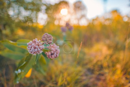 Téléchargez les photos : Vue détaillée des fleurs avec un fond naturel flou - en image libre de droit