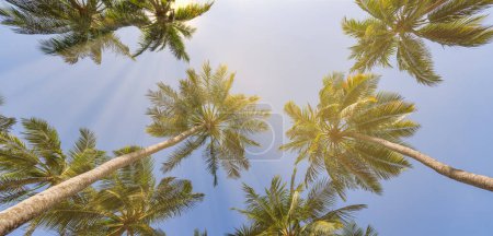 Foto de Vista inferior de palmeras altas sobre fondo de cielo soleado - Imagen libre de derechos