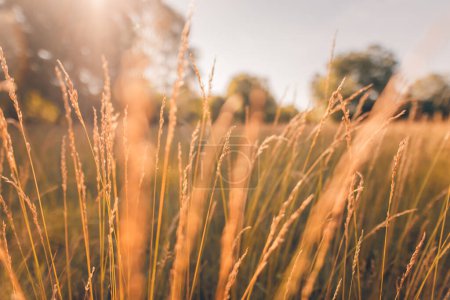 Téléchargez les photos : Vue cultivée des herbes sur le champ d'été - en image libre de droit