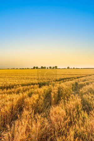 Foto de Paisaje natural del campo de verano con trigo en maduración - Imagen libre de derechos