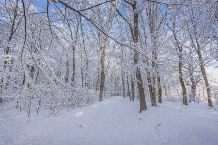 Téléchargez les photos : Bénéficiant d'une vue sur la forêt enneigée d'hiver - en image libre de droit