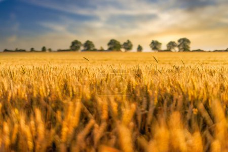 Téléchargez les photos : Champ d'été avec mûrissement du blé - en image libre de droit