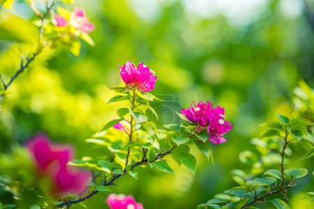 Téléchargez les photos : Vue détaillée des fleurs avec un fond naturel flou - en image libre de droit