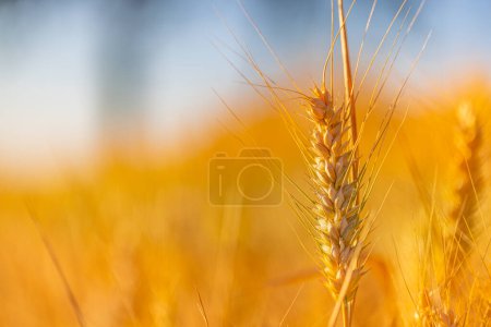 Téléchargez les photos : Blé à maturité jaune sur champ d'été, saison agricole. - en image libre de droit