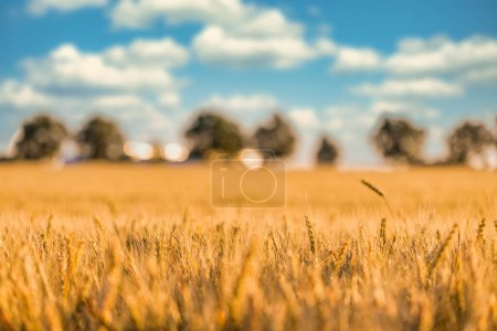 Téléchargez les photos : Champ d'été avec mûrissement du blé - en image libre de droit