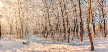 Téléchargez les photos : Paysage forestier d'hiver à la journée ensoleillée - en image libre de droit