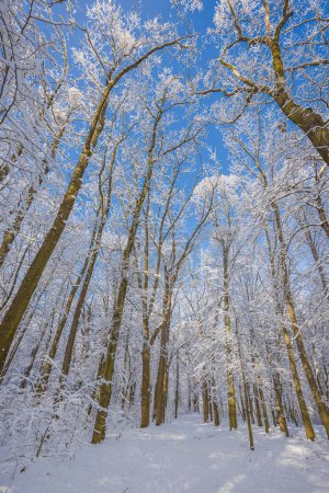 Téléchargez les photos : Vue du bas des arbres dans la forêt d'hiver - en image libre de droit