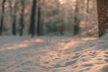 Téléchargez les photos : Vue rapprochée de la neige au sol dans une forêt hivernale ensoleillée - en image libre de droit