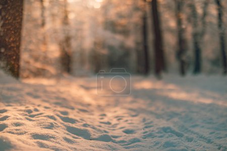 Téléchargez les photos : Vue rapprochée de la neige au sol dans une forêt hivernale ensoleillée - en image libre de droit