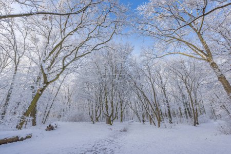 Foto de Increíble tiro de bosque nevado, fondo natural - Imagen libre de derechos
