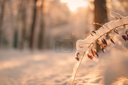 Téléchargez les photos : Vue en coupe de la branche de buisson couverte de neige dans le parc d'hiver - en image libre de droit