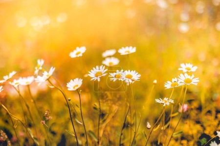 Photo for Idyllic nature flowers. Abstract sunset field landscape of grass meadow on warm golden hour sunset sunrise time. Tranquil spring summer nature closeup of beauty white chamomiles daisies background - Royalty Free Image