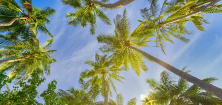 Letnia plaża tło palmy przeciwko słoneczny niebieski niebo baner panorama. Tropikalny rajski cel podróży. Egzotyczna natura abstrakcyjny niski punkt widzenia