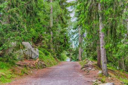 Photo for Beautiful tranquil pine forest panorama in summer. Pathway in the park, morning light natural hiking road, green forest sun beams. Forest trail landscape. Woodland path, freedom nature - Royalty Free Image