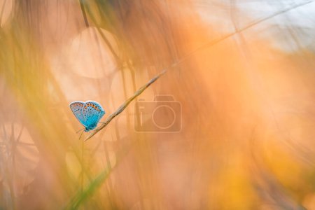 Photo for Sunset nature meadow field with butterfly autumn background concept. Beautiful fall fantasy dream meadow sunset. Amazing inspire nature closeup. Abstract nature outdoor autumn vintage environment - Royalty Free Image