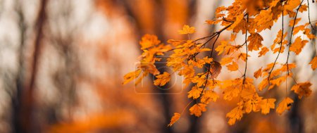 Photo for Falling yellow leaves in park bokeh background with sun beams. Autumn nature landscape. Beautiful closeup, golden leaves panorama, blurred forest foliage. Idyllic autumnal banner. Peaceful outdoors - Royalty Free Image