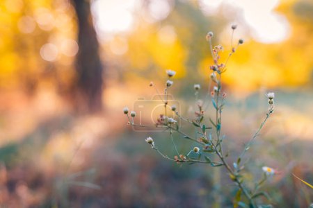 Photo for Abstract soft focus sunset field landscape of wild white flowers grass meadow warm golden hour sunset sunrise time. Tranquil spring summer nature closeup and blurred forest background. Idyllic nature - Royalty Free Image