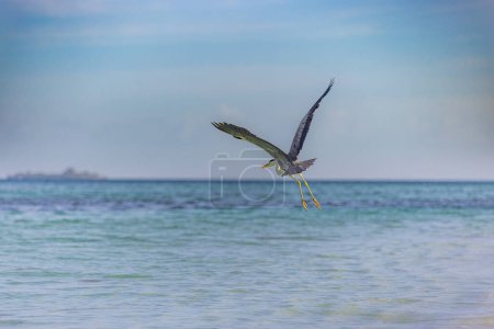 Photo for Great blue Heron fly away with wings wide in Maldives. Seaside, shore marine wildlife background. Bird, animal in natural habitat at tropical coast flying. - Royalty Free Image