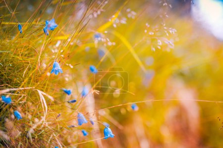 Photo for Abstract soft focus sunset field landscape of blue flowers and grass meadow warm golden hour sunset sunrise time. Tranquil spring summer nature closeup and blurred forest background. Idyllic nature - Royalty Free Image
