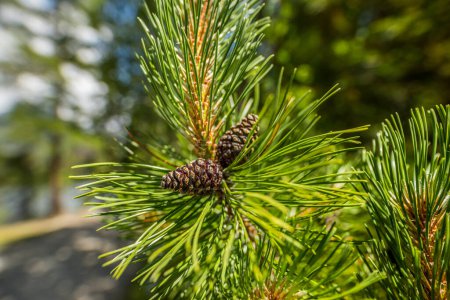 Photo for Spruce branch with young needles and a young spruce cone. Closeup tree branches forest nature landscape. Christmas background holiday symbol evergreen tree with needles. Shallow depth of field - Royalty Free Image