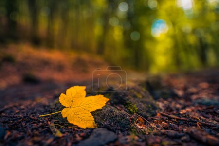 Photo for Autumn forest nature. Abstract closeup orange leaf on rocks on woodland pathway. Scenery of nature sunlight, blurred forest sunny path landscape. Adventure seasonal colorful autumnal background - Royalty Free Image