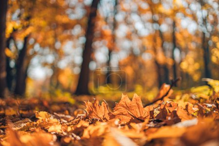 Photo for Abstract soft focus sunset leaves landscape of yellow golden forest warm sunset sunrise time. Tranquil autumn nature closeup and blurred forest background. Idyllic nature foliage, tranquil scenic - Royalty Free Image