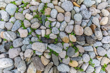 Foto de Camino de guijarros con grandes rocas. Plantas verdes piedras de colores, guijarros como camino en las montañas. Camino en el hermoso jardín - Imagen libre de derechos