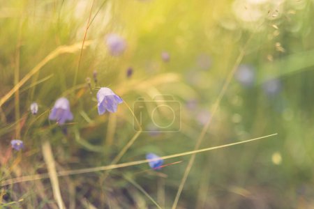 Téléchargez les photos : Prairie sauvage fleurs violettes sur fond de lumière du soleil du matin. Fond de champ d'herbe d'automne, feuillage flou rêveur fantastique, gros plan nature paisible, lumière douce du soleil, couleurs pastel. Pétales fleuris, floraux - en image libre de droit